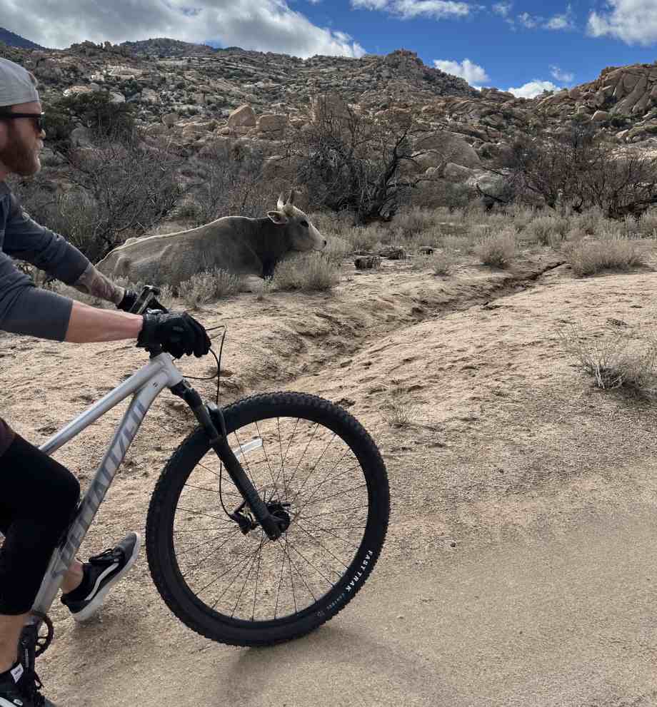 Riding a Specialized Rockhopper with a bovine background