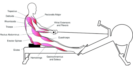 Concept 2 Model D Rower benefits