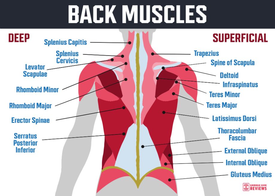 Image of back muscle anatomy