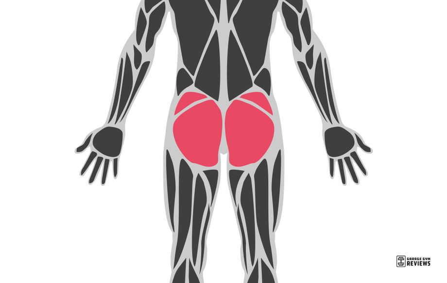 glutes highlighted on muscular system