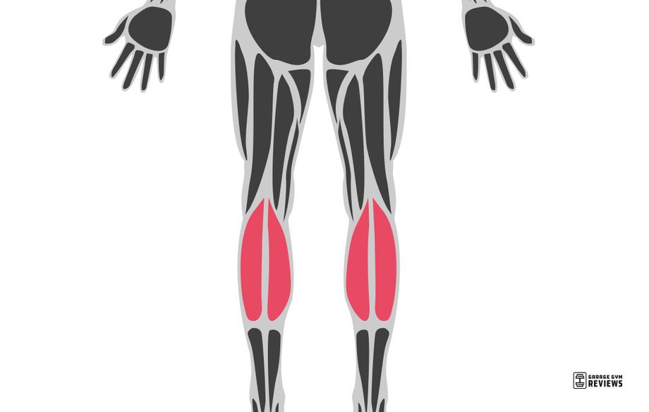 calves highlighted on muscular system