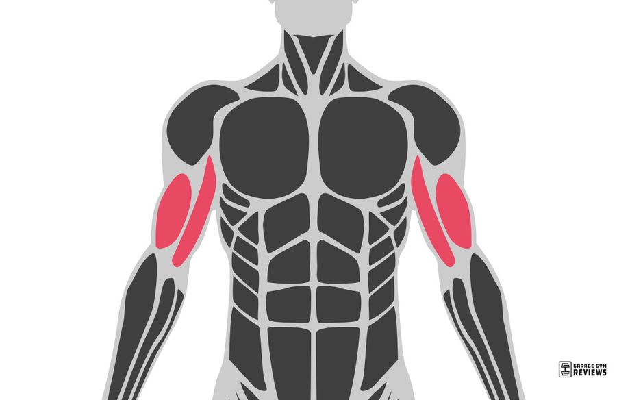 biceps highlighted on muscular system