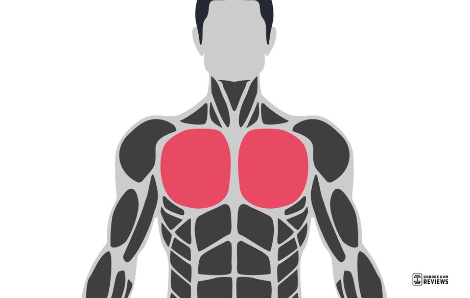 chest highlighted on muscular system