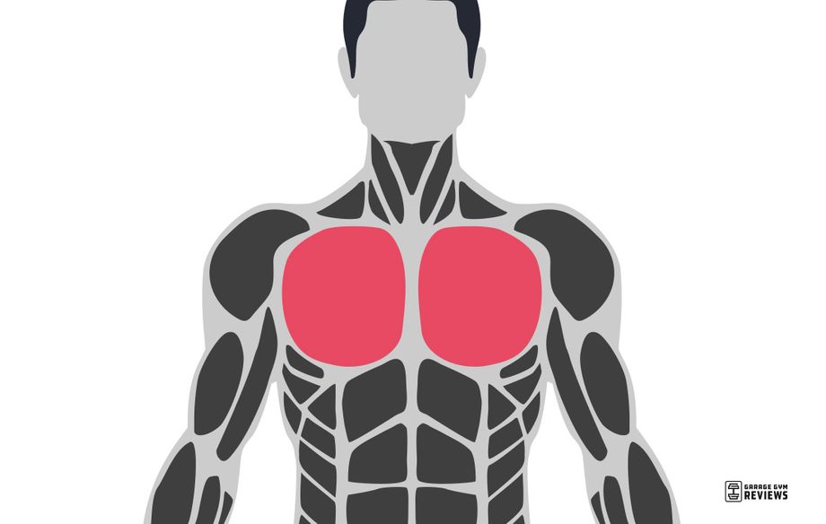 Muscular System - Chest Muscles & Pec Muscles