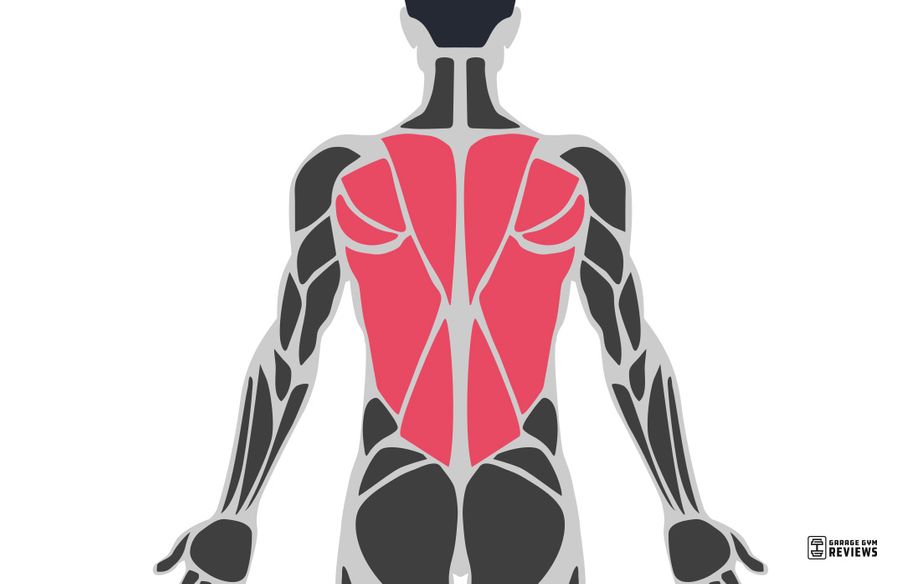 back highlighted on muscular system