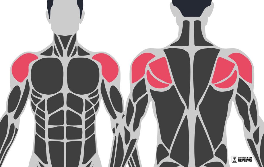 shoulders highlighted on muscular system