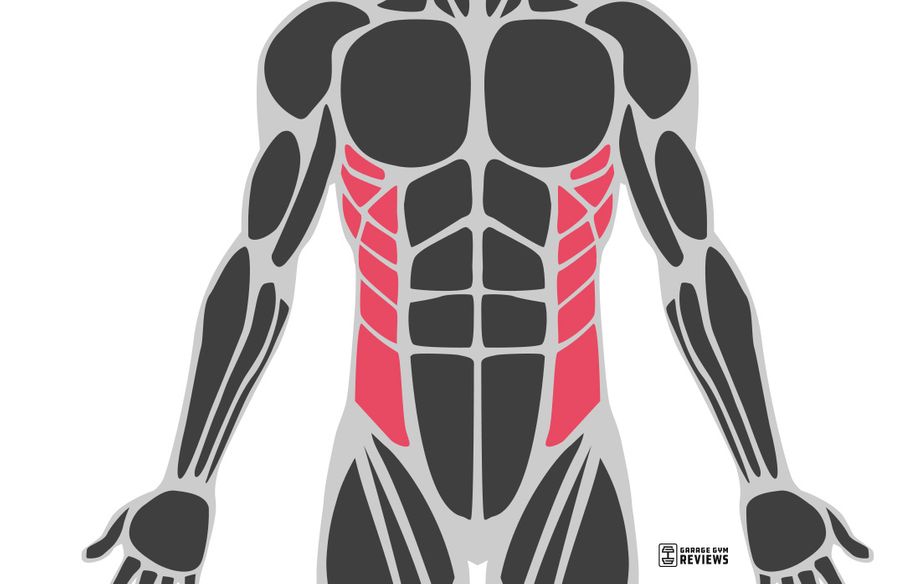 obliques highlighted on muscular system