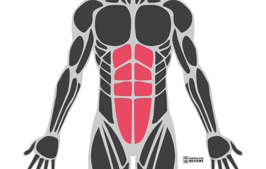 abdominals highlighted on muscular system