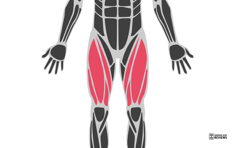quads highlighted on muscular system