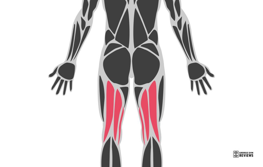 hamstrings highlighted on muscular system