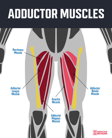 adductor-muscles
