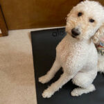 Dog on an Alo yoga mat