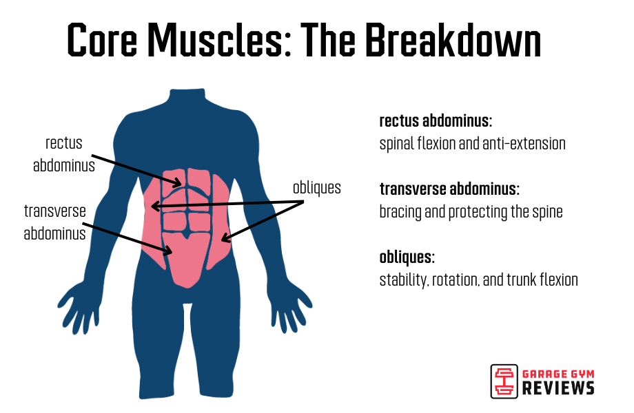 ab muscle breakdown