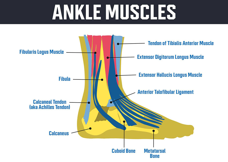 ankle-muscles