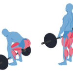 deadlifts muscles worked graphic