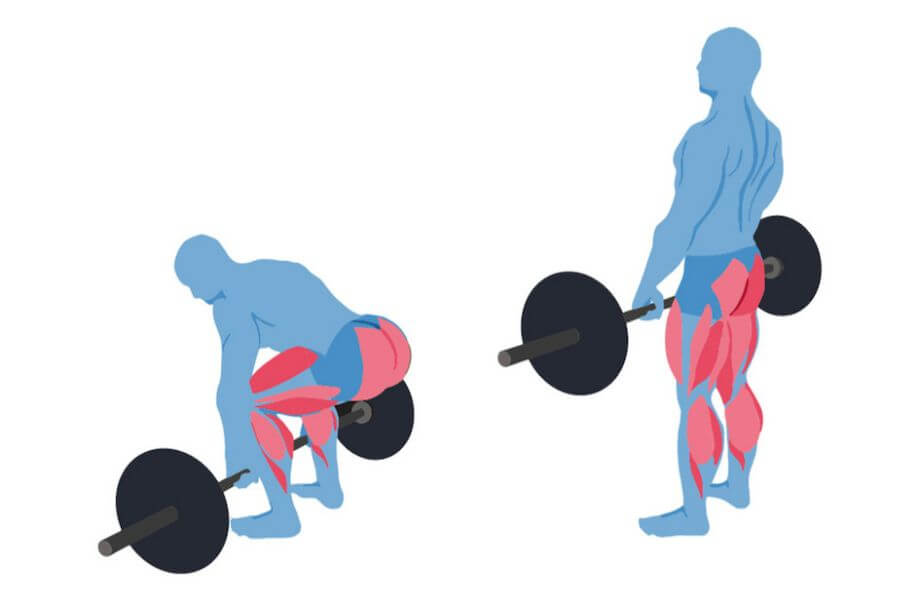 The Deadlift: Muscles Worked, How To Do It, And Benefits 