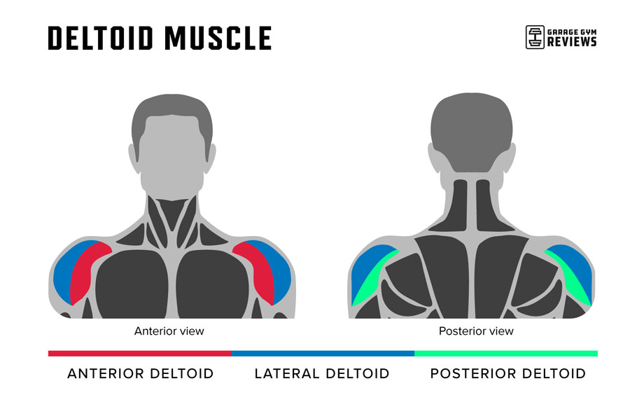 deltoid-muscles-anatomy