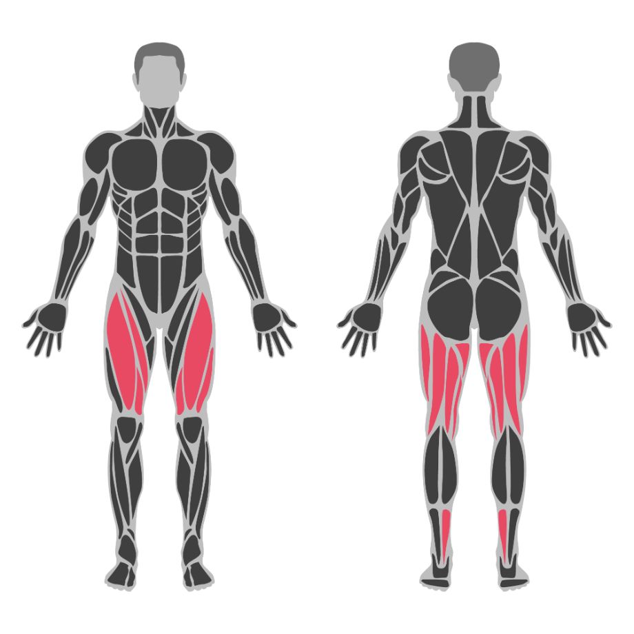what muscles do lunges work illustration of leg muscles