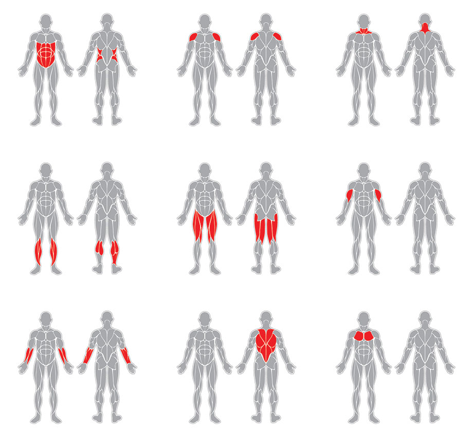 muscle-groups