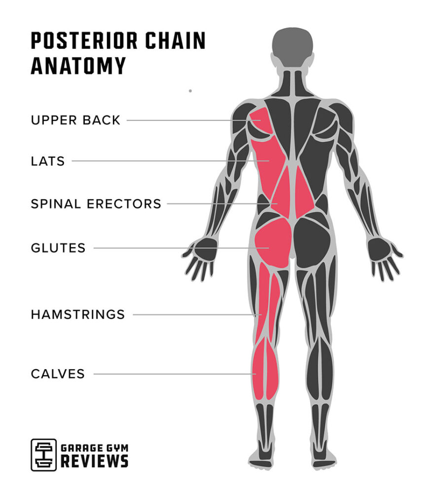 posterior-chain-anatomy