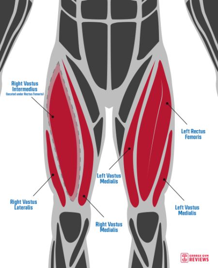 quad muscles depicted