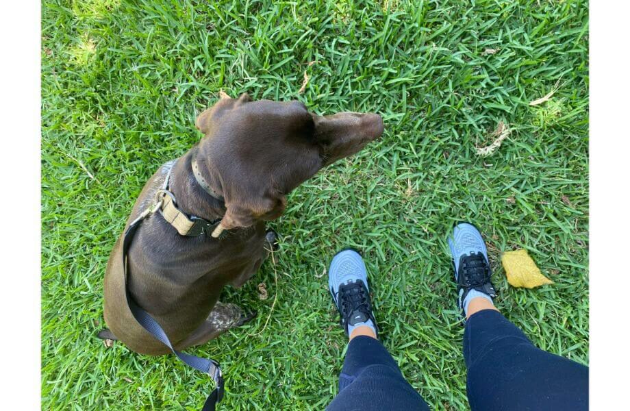 reebok nano x2 walking dog