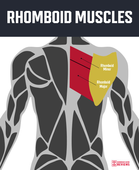 rhomboid-muscles-anatomy