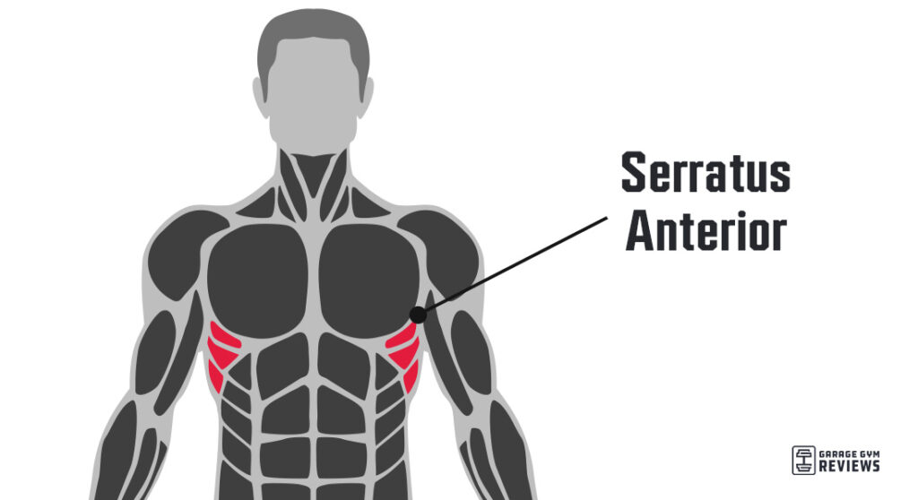 Image of where the serratus anterior is