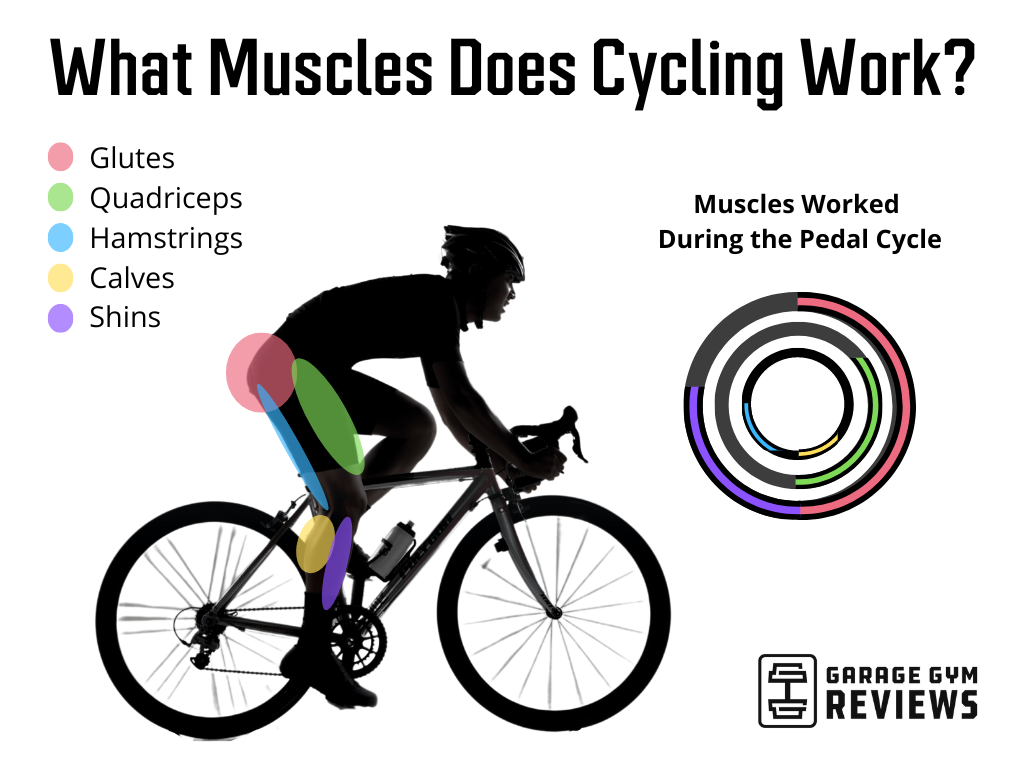 An illustration showing the muscles worked during a pedaling cycle